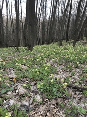 Corydalis cava marschalliana