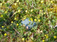 Potentilla heptaphylla