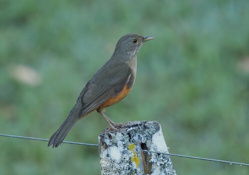 Rufous-bellied Thrush