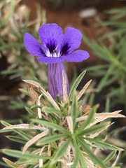 Aptosimum spinescens