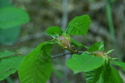 Asian Chestnut Gall Wasp