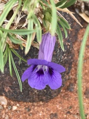 Aptosimum spinescens