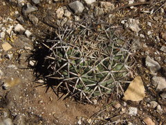 Coryphantha poselgeriana