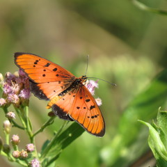 Acraea aglaonice