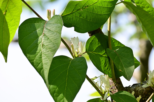 Amur honeysuckle