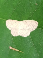 Cosymbiini