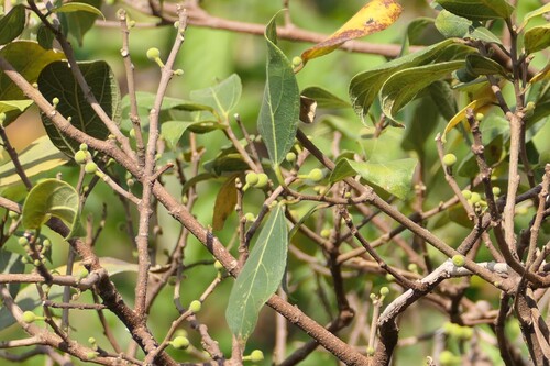 Ficus exasperata, photograph 3