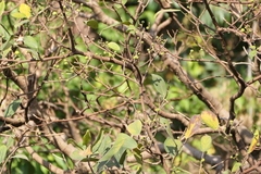 Ficus exasperata, photograph (c) Dinesh Valke, some rights reserved (CC BY-SA)