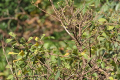 Ficus exasperata, photograph (c) Dinesh Valke, some rights reserved (CC BY-SA)