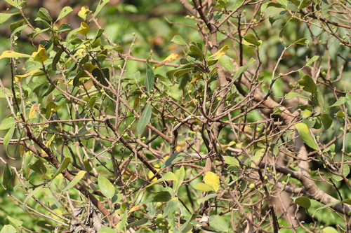 Ficus exasperata