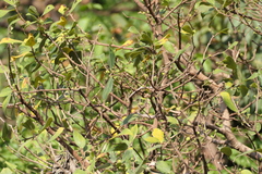 Ficus exasperata