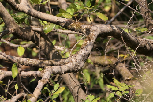 Ficus exasperata, photograph 1