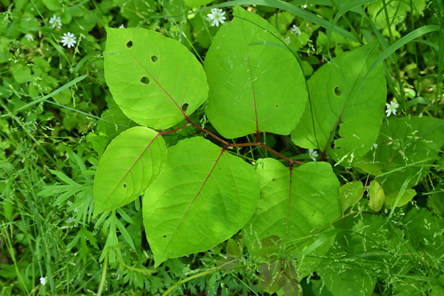 Japanese knotweed
