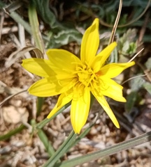 Pseudopodospermum molle