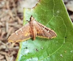 Prophantis