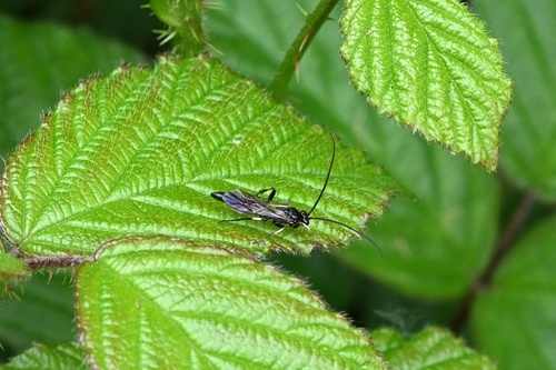 Cratichneumon versator