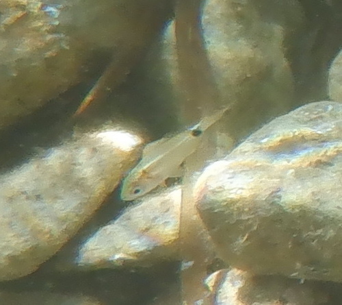 Diplodus vulgaris