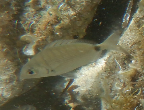 Diplodus sargus