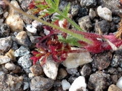 Synchytrium papillatum