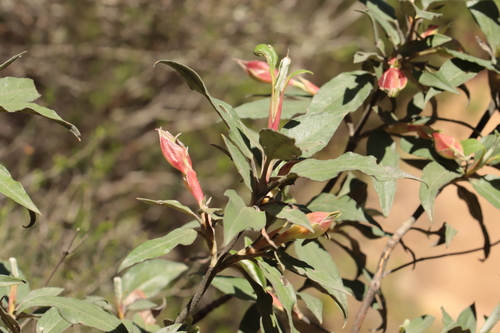 Cistus laurifolius (Cistus laurifolius)