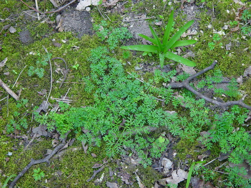 Pignut