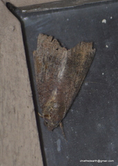 Lepidoptera