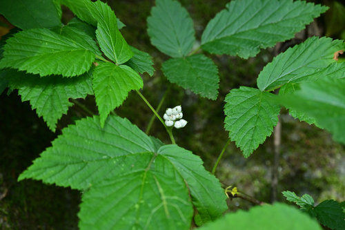 Rubus yoshinoi iNat (2)