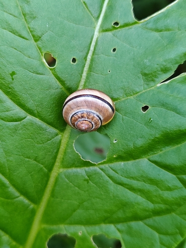 Cepaea nemoralis