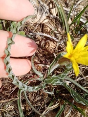 Pseudopodospermum molle