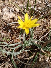 Pseudopodospermum molle