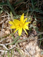 Pseudopodospermum molle