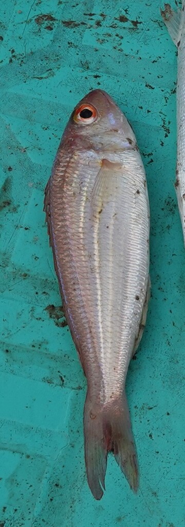 Bleeker's threadfin bream (Nemipterus bipunctatus) — Nemipteridae