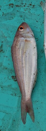 Bleeker's threadfin bream (Nemipterus bipunctatus) — Nemipteridae