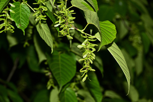Père David's Maple