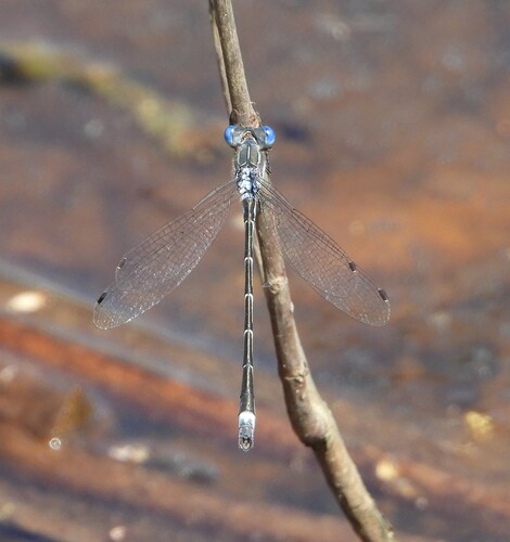 Southern Spreadwing photo 6