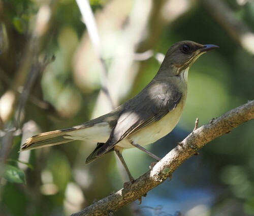 Creamy-bellied Thrush