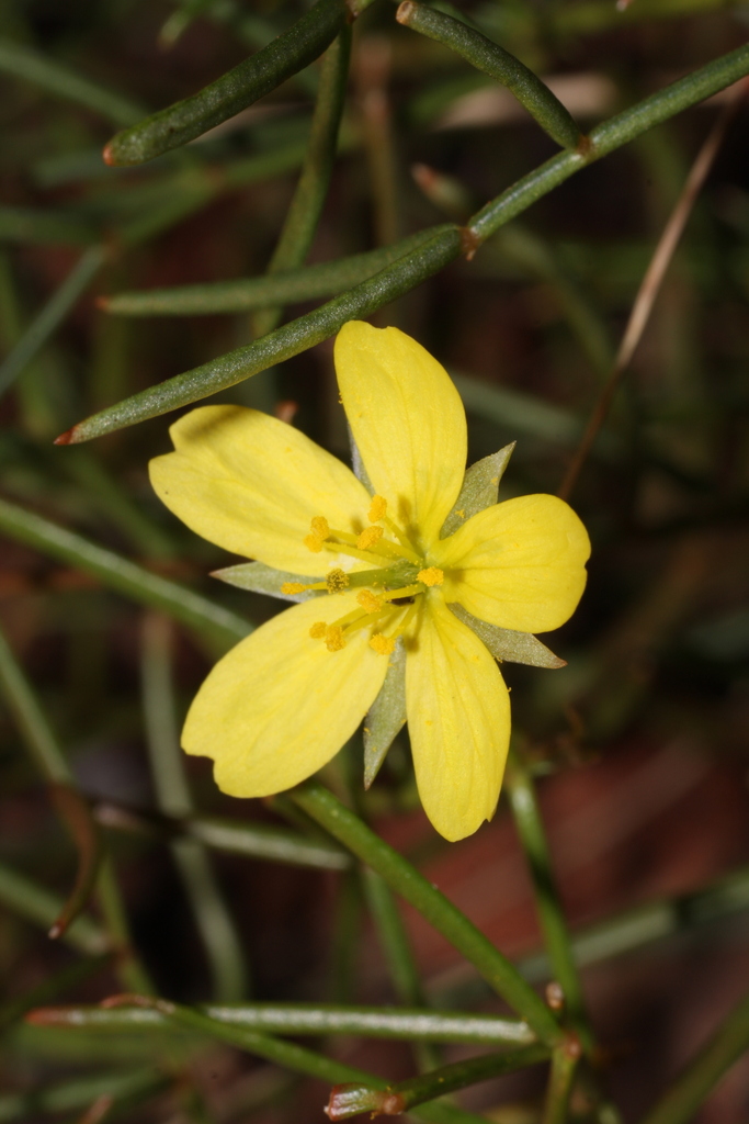 Tribulopis marliesiae
