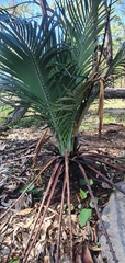 Macrozamia