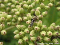 Aphantaulax trifasciata