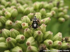 Aphantaulax trifasciata