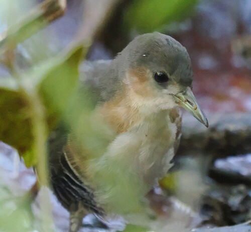 Rufous-sided Crake
