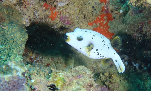 Arothron nigropunctatus