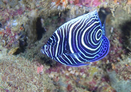 Pomacanthus imperator