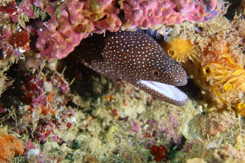 Gymnothorax meleagris