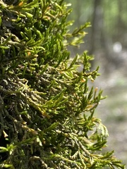 Forsstroemia trichomitria