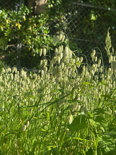 Greater Quaking Grass