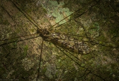 Discobola australis