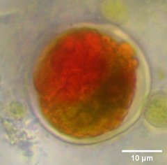 Haematococcus