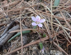 Claytonia rosea
