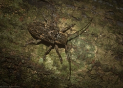 Prosoplus mediofasciatus